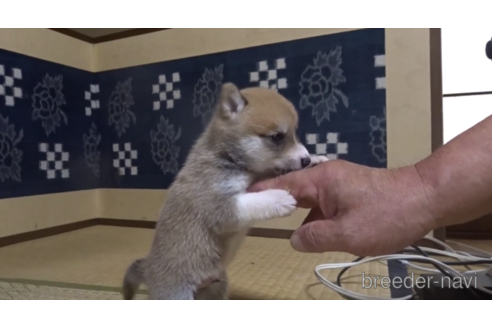 成約済の佐賀県の豆柴-151143の2枚目